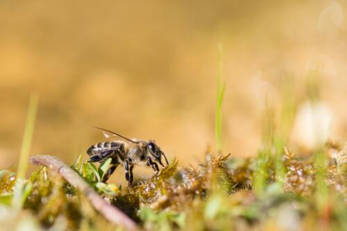 Biene in Wassernähe<br>Foto: Sabine Klein